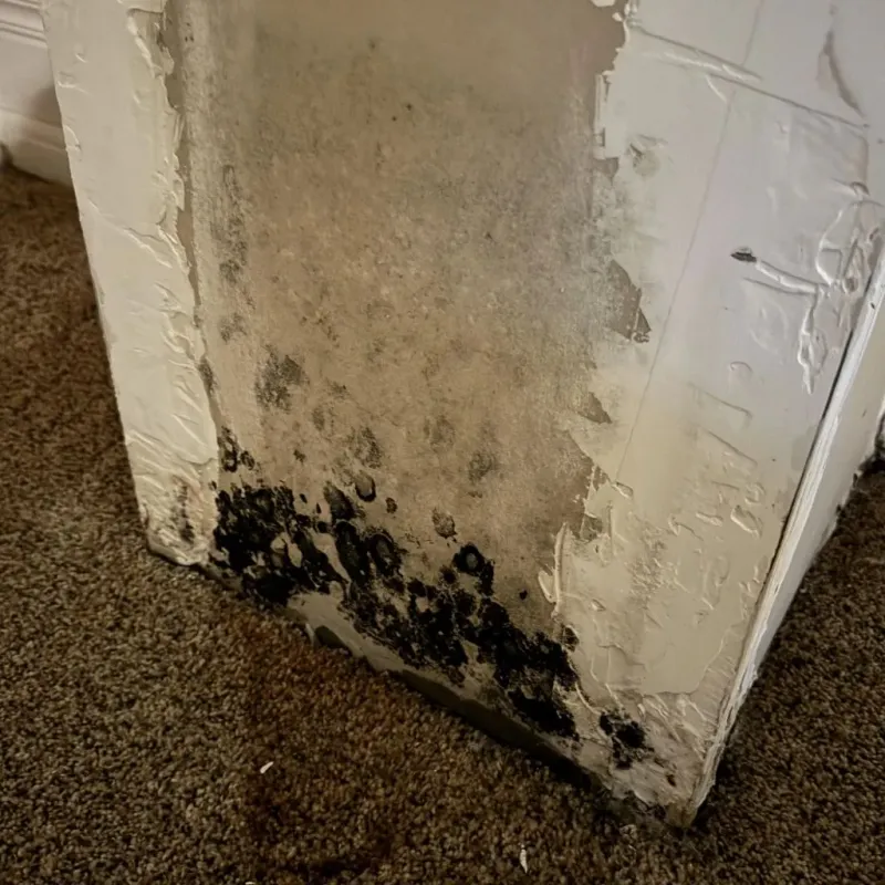 Professional Mold Removal in Jefferson County, OK